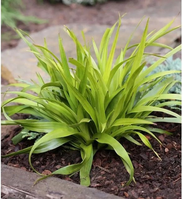 Luzula pilosa Hainsimse Igel - Grüne Staude für den Garten - Bild 1