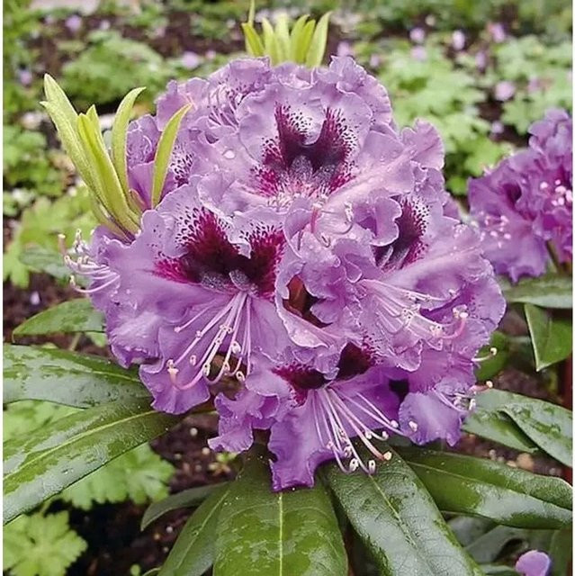 Großblumiger Rhododendron Blaue Jungs Alpenrose in Blau und Violett von Nr-01.de - Bild 1