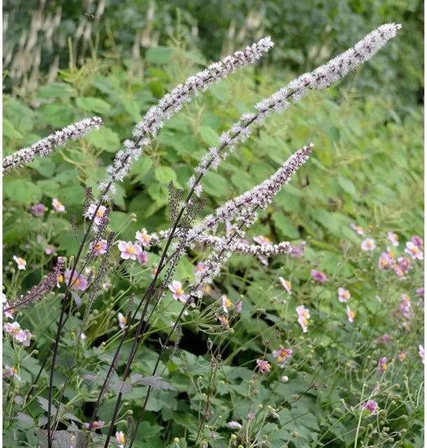 Silberkerze Brunette Actaea simplex als mehrjährige Pflanze in Weiß und Silber - Bild 1