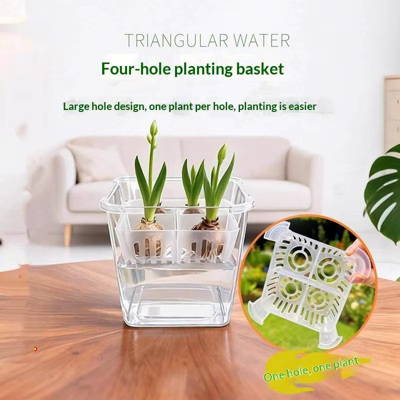 JETTING Hydrokulturbehälter mit atmungsaktivem Stützkorb für Tulpen-Saatgut, 4 Löcher, transparent - Bild 3