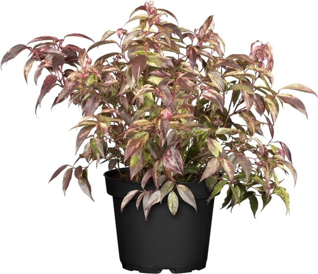 OBI Leucothoe Traubenheide Rainbow Zierstrauch, Höhe: 5 - 10 cm, Topfgröße: 2 Liter - Bild 1