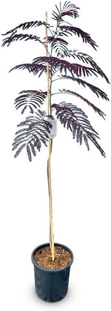 Sunny-Tree Schlafbaum Albizia Julibrissin Summer Chocolate mit rosa Blüte, Höhe: 150 cm - Bild 1