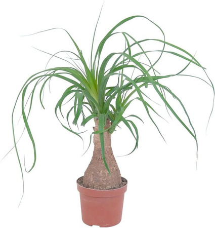 GROW by OBI Elefantenfuß Beaucarnea Recurvata Zimmerpflanze im Topf, Grün, Durchmesser: 12 cm