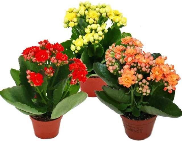 Exotenherz Minikalanchoe Rosalina Set mit 3 verschiedenen Pflanzen Flammendes Käthchen, mehrfarbig, Topfgröße: 5,5 cm - Bild 1