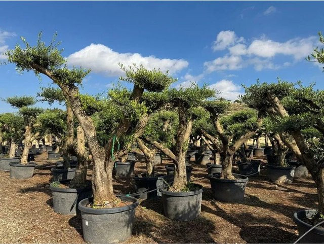 Sunny-Tree Olea Europaea Lechin Olivenbaum Pompon, 240 cm hoch, Stammumfang: 50 cm - Bild 1