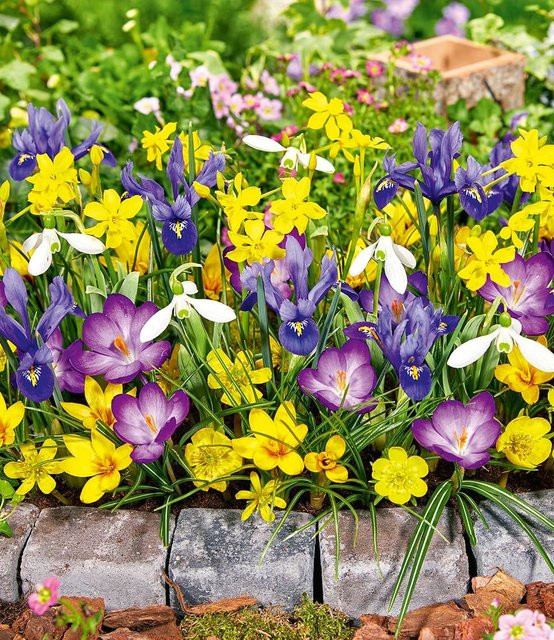 Blumenzwiebel-Mix Honey Heaven - Bild 1