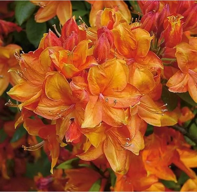 Azalee Golden Eagle Rhododendron luteum Alpenrose, Höhe: 60-80 cm - Bild 1