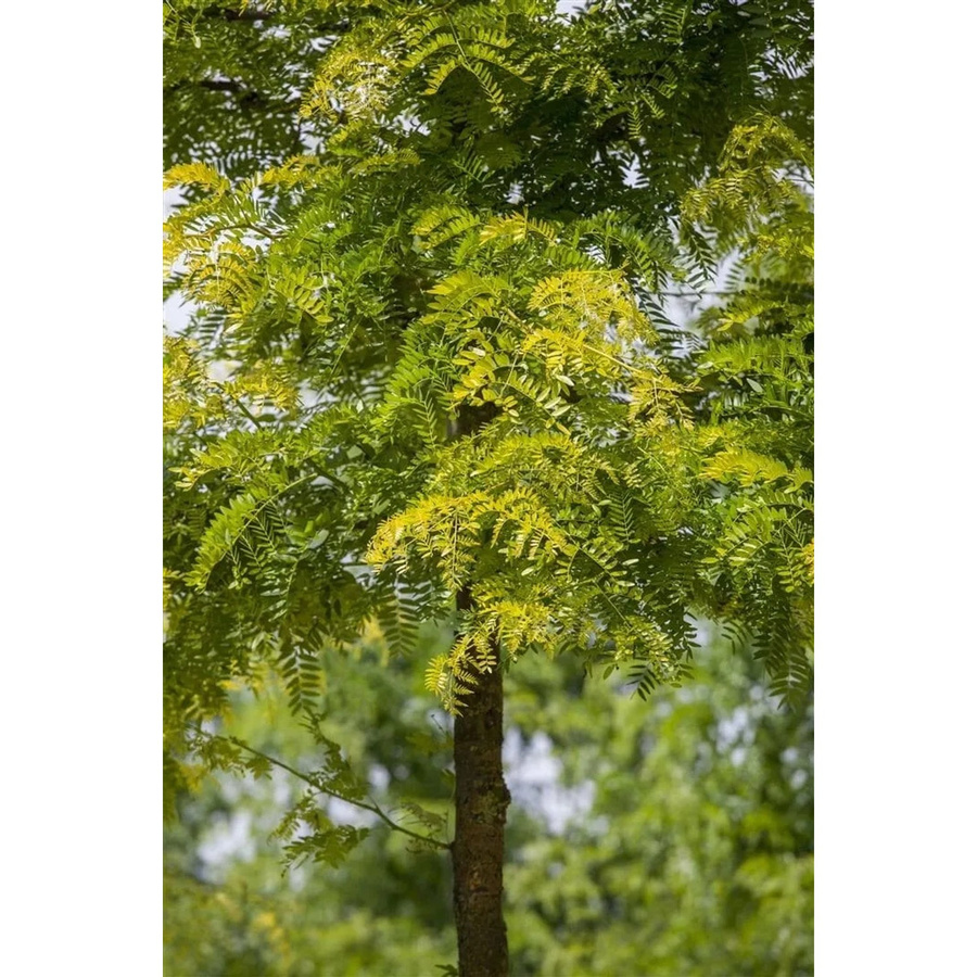 Gleditsia Triacanthos Sunburst Gold-Gleditschie Zierbaum in Gold und Grün, Höhe: 60–80 cm - Bild 2