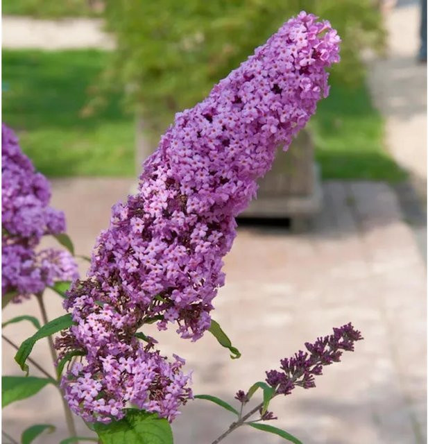 Buddleja Sommerflieder Pink Delight in Pink und Purple, Höhe: 125-150 cm - Bild 1