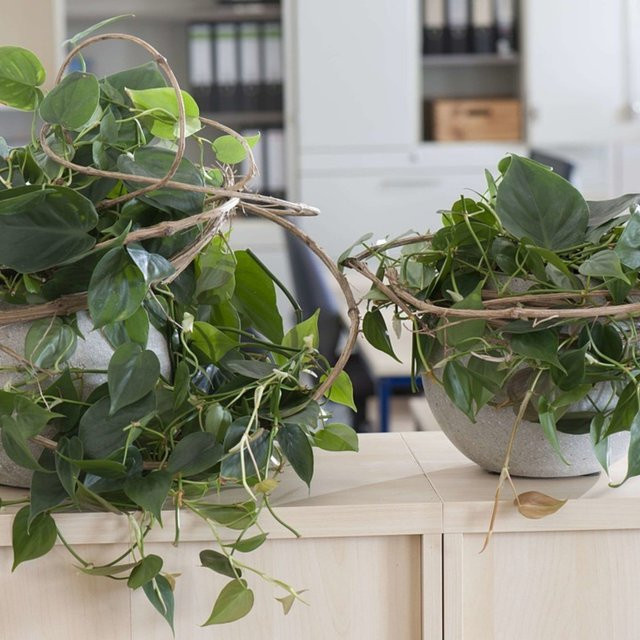 Zimmerpflanzen-Set Dekoratives Baumfreund-Duo mit 2 Philodendron Pflanzen von Mein schöner Garten Shop, Grün - Bild 1