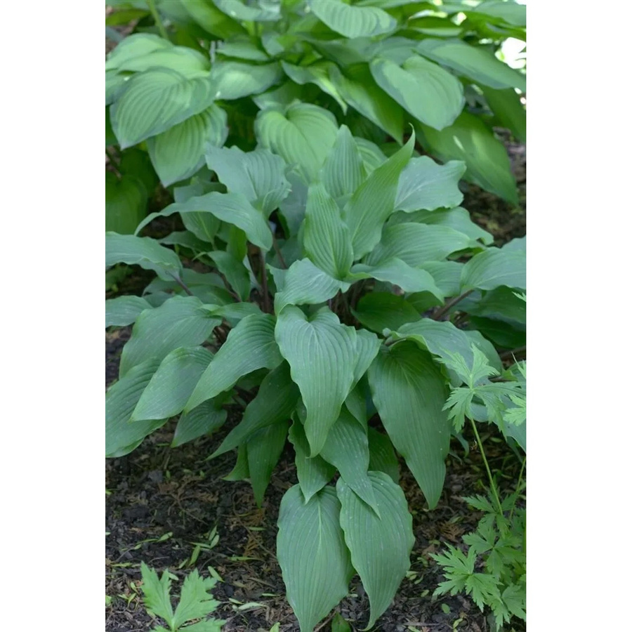 Hosta Lancifolia Red October Funkie Gartenpflanze im Topf, ca. 11 x 11 cm - Bild 2