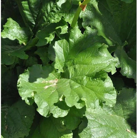 Rhabarber Victoria Rheum rhabarbarum als Stauden-Pflanze im Topf