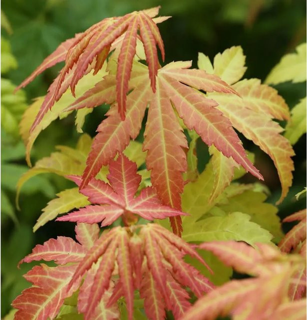 Fächerahorn Orange Dream Acer palmatum in Orange von Die Nr-01.de - Bild 1