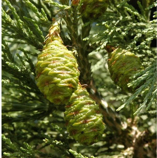Kalifornischer Mammutbaum Sequoiadendron giganteum von Nr-01.de, Höhe: 80-100 cm - Bild 1