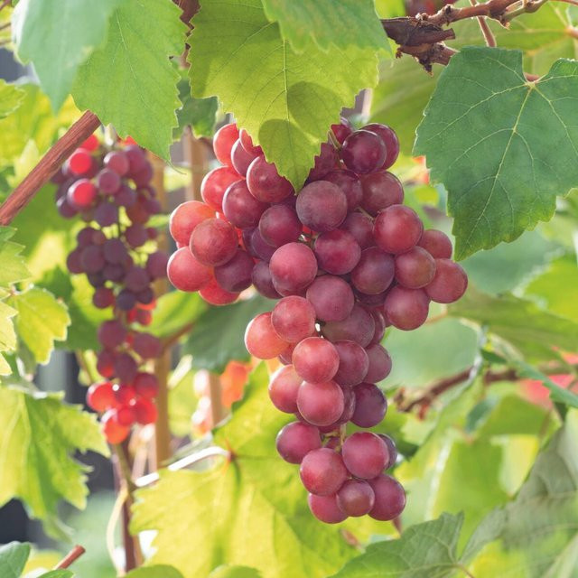 Bio Weinrebe Vanessa von Mein schöner Garten Shop, gelbe Kletterpflanze für den Gemüsegarten - Bild 1
