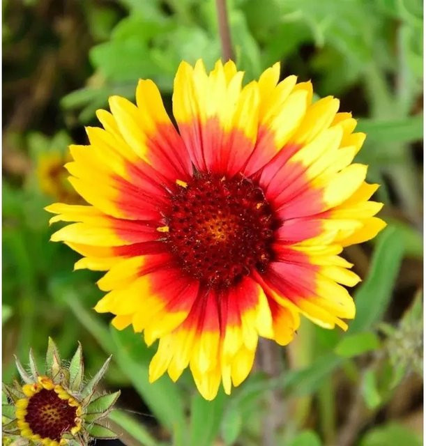 Gaillardia aristata Korkadenblume Kobold Nr-01.de mehrjährige Stauden in Mehrfarbig - Bild 1