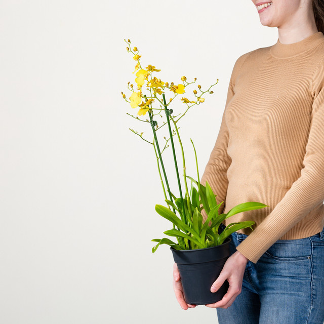 Oncidium Orchidee Münsterland Stern von BLUME2000 in Gelb und Grün - Bild 1