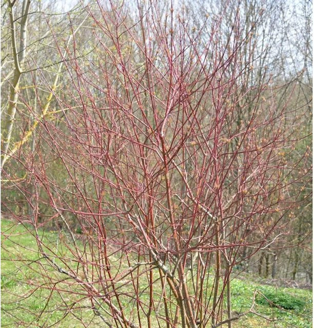 Hartriegel Miracle Cornus alba Strauch von Nr-01.de in den Farben Weiß, Grün, Rosa, Lila und Rot, Höhe: 40-60 cm - Bild 1