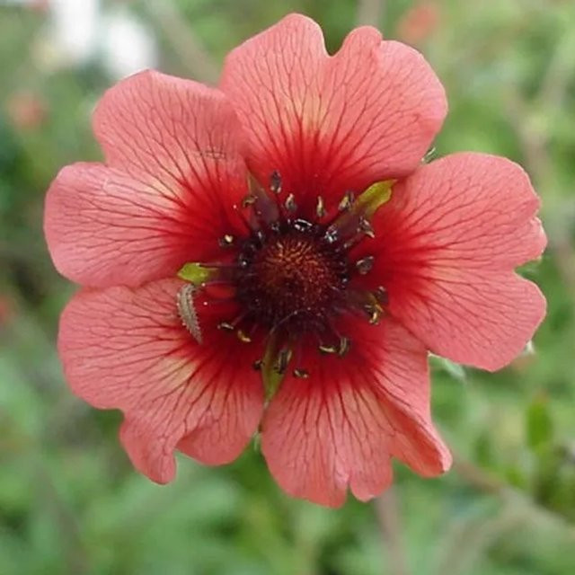 6er Set Fingerkraut Miss Willmott Potentilla nepalensis von arborix als Beetrandpflanze im 9cm Topf - Bild 1