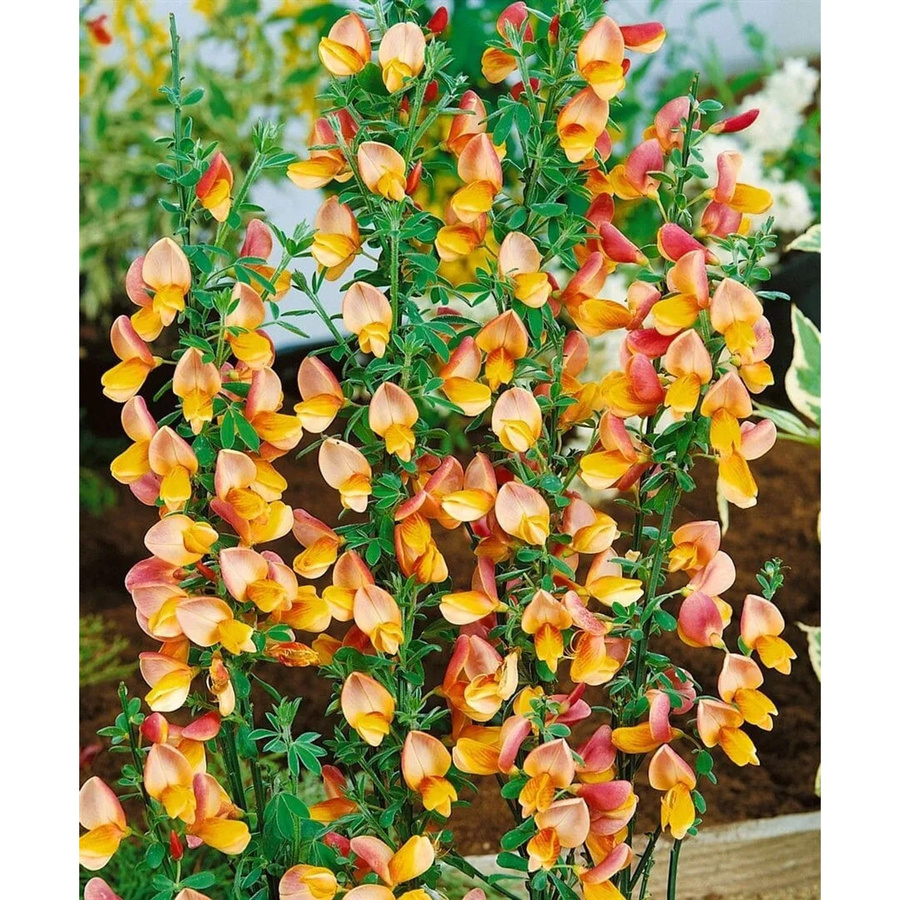 Cytisus Scoparius Besenginster Apricot Gem Zierstrauch in Orange und Gelb, Höhe: 40-60 cm - Bild 2