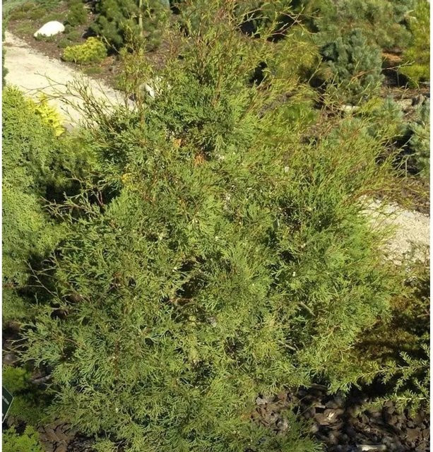 Weiße Scheinzypresse Chamaecyparis thyoides als pflegeleichtes grünes Heckenelement und Zierelement, Höhe: 25-30 cm - Bild 1