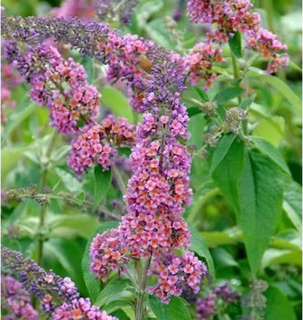 Buddleja Sommerflieder Flower Power lila Zierstrauch Höhe: 80-100 cm - Bild 1