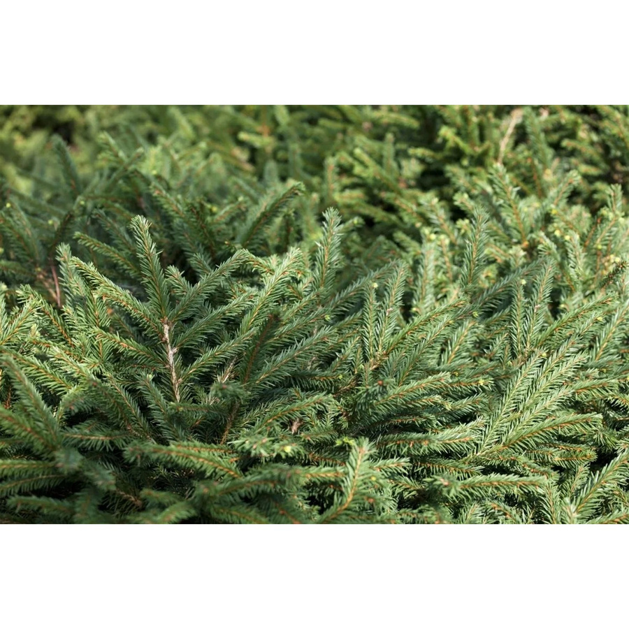 Picea Abies Pumila Glauca Fichte Kompakt Nadelgehölz Blau-Silber-Grün 40–50 cm - Bild 2