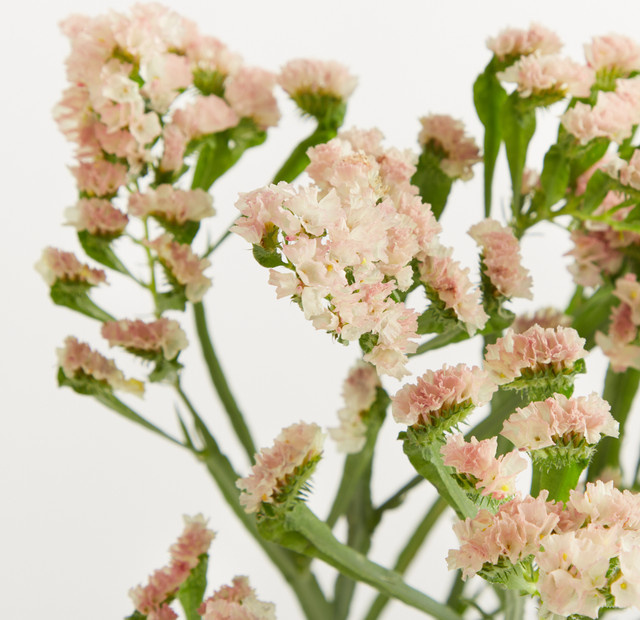 Rosa Limonium Blume2000 pink mixed floral - Bild 1