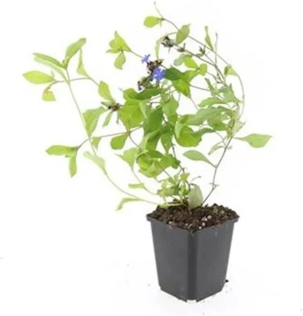 Exotenherz Bodendecker Chinesische Bleiwurz Ceratostigma Plumbaginoides Set mit 6 Pflanzen im 9cm Topf - Bild 1