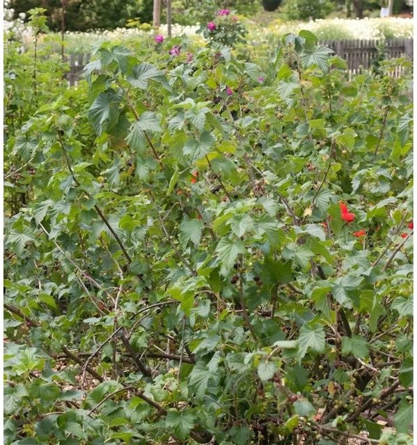Schwarze Johannisbeere Ribes nigrum Beerenstrauch von Nr-01.de - Bild 1