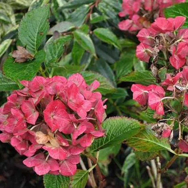 Arborix Hortensie Alpenglühen Hydrangea macrophylla mit kugelförmigen Blüten in Rot und Pink im Container - Bild 1