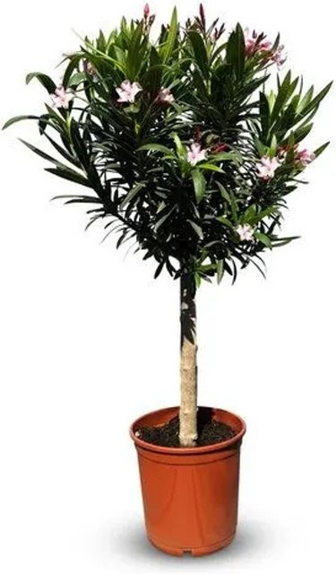 Sunny-Tree Oleander Nerium auf Stamm in Rosa, immergrüne mediterrane Pflanze für draußen, Höhe: 110-120 cm - Bild 1