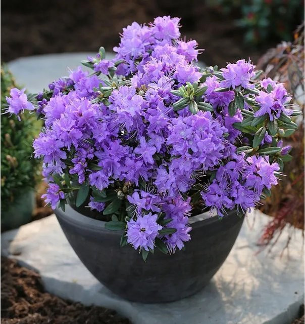 Zwerg Rhododendron Luisella Rhododendron impeditum Alpenrose in Purple, Höhe: 30-40 cm - Bild 1
