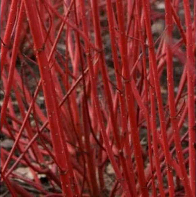 Sibirischer Hartriegel Baton Rouge Cornus alba als Zierstrauch in Rot, Höhe: 60-80 cm - Bild 1