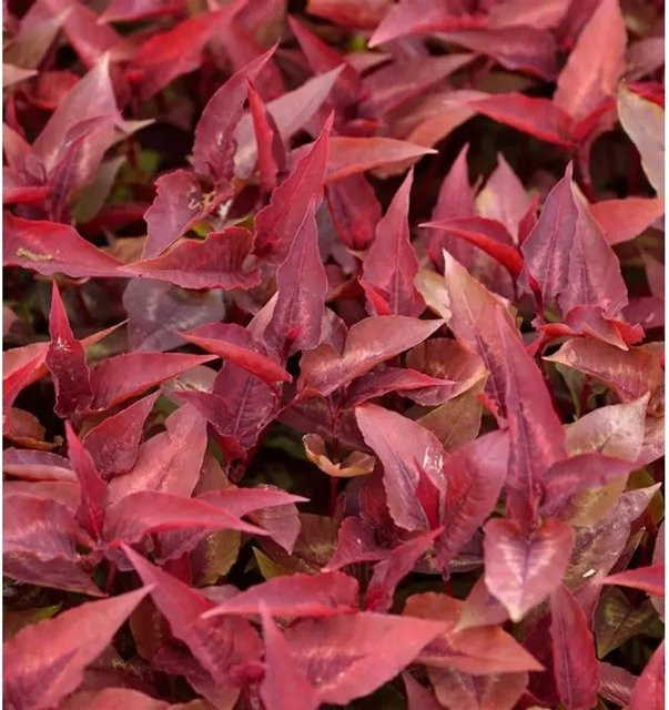 Persicaria microcephala Knöterich Dragons Eye Blattschmuckstaude rot und silber - Bild 1