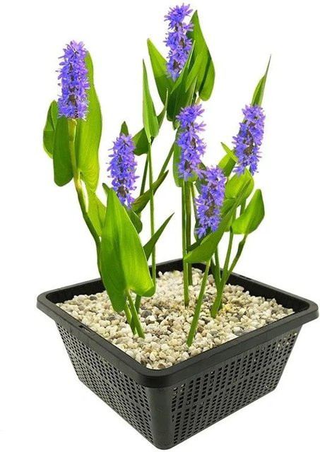 Vdvelde Hechtkraut Pontederia cordata winterharte Teichpflanze mit blauen und violetten Blüten - Bild 1