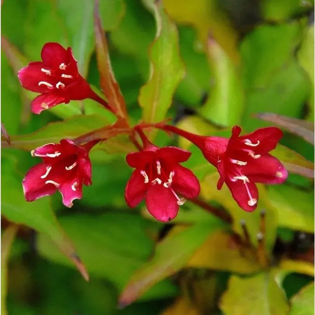 Liebliche Weigela Cherry Love rosa Zierstrauch für deinen Garten, Höhe: 40-50 cm - Bild 1