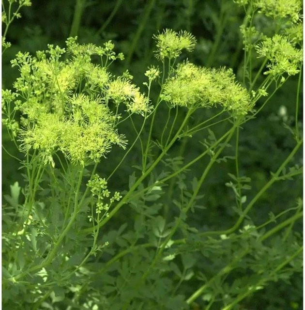 Gelbe Wiesenraute Thalictrum flavum als mehrjährige Gartenpflanze von Nr-01.de - Bild 1