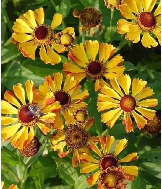 Helenium Sonnenbraut Rauchtopas gelbe Gartenpflanze für das Beet - Bild 1
