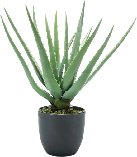 Künstliche Aloe Penelope von Aplanta als Sukkulente für den Tisch, Höhe: 35 cm - Bild 1