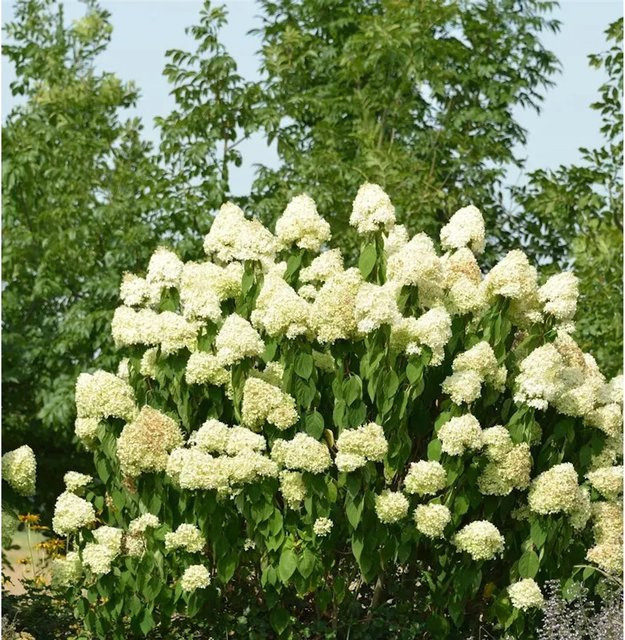 Rispenhortensie Skyfall Hydrangea paniculata von Nr-01.de in Grün, Weiß und Rosa, Höhe: 30-40 cm - Bild 1