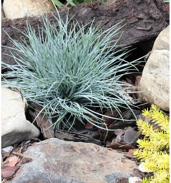 Schafschwingel Blaufuchs Festuca ovina als blaue mehrjährige Stauden-Kübelpflanze und Bodendecker für den Außenbereich - Bild 1