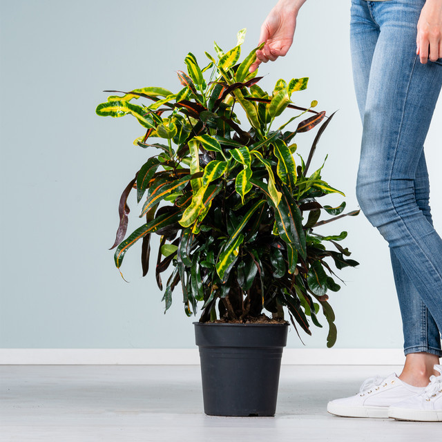BLUME2000 Codiaeum Mammey Zimmerpflanze mit buntem Laub in Grün, Gelb und Multicolour - Bild 1