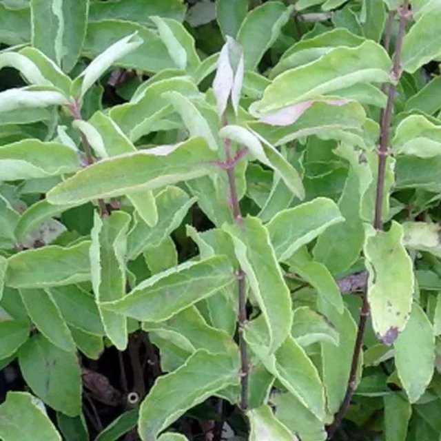 Arborix Sternstrauch Pride of Rochester Deutzia crenata mit weißen Blüten, 60 bis 80 cm im Container - Bild 1