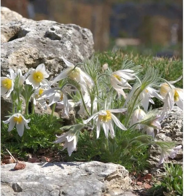 Pulsatilla vulgaris Küchenschelle Pinwheel Weiß als mehrjährige Pflanze für Steingärten und Kübel - Bild 1