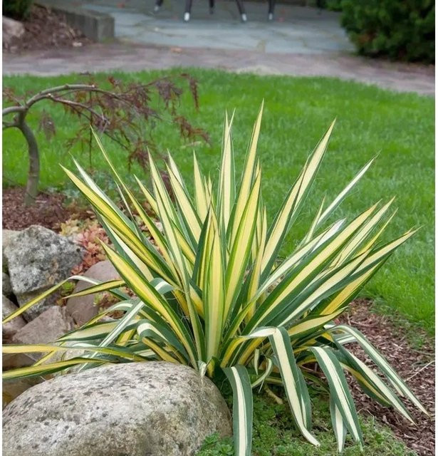 Yucca filamentosa Palmlilie Colour Guard für den Garten - Bild 1