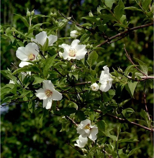 Gartenjasmin Belle Etoile Philadelphus weiß als Zierstrauch für den Garten, Höhe: 40-60 cm - Bild 1