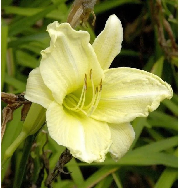 Taglilie Hemerocallis Fragrant Treasure als mehrjährige Staudenpflanze für Beet und Garten - Bild 1