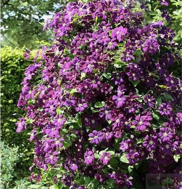 Clematis viticella Etoile Violette Kletterpflanze in Violett, Höhe: 40-60 cm - Bild 1