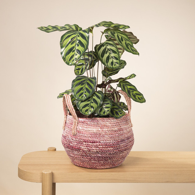 Seegras Korb von Green Living in Pink mit bauchiger Form, Durchmesser: 24 cm - Bild 1